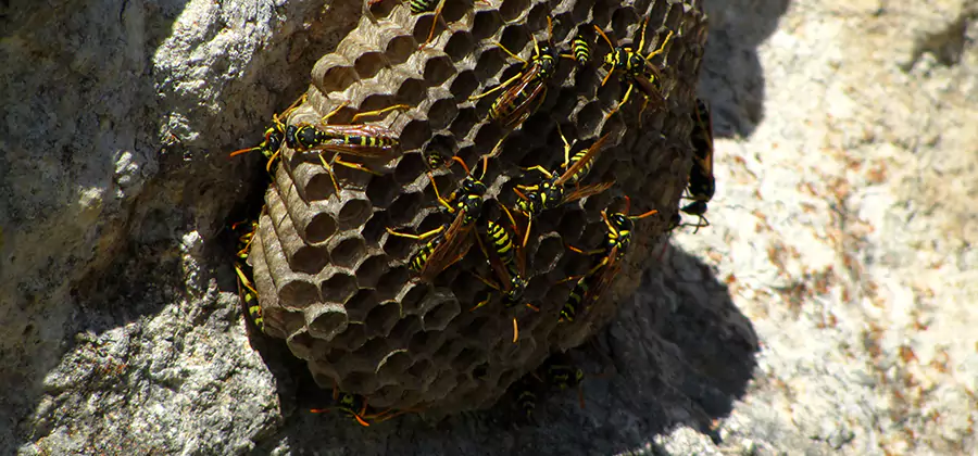 Wasp Nest in Tree Removal Arlington
