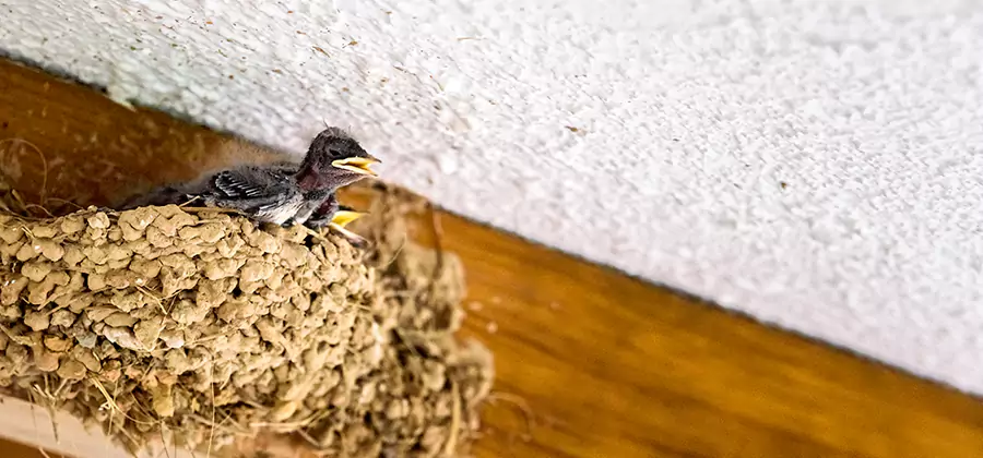 Bird Removal From House in Arlington