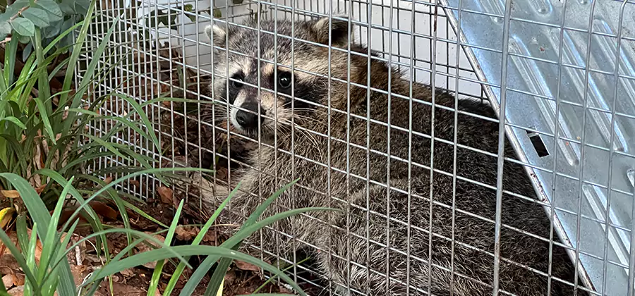 Wildlife Relocation Services in Arlington