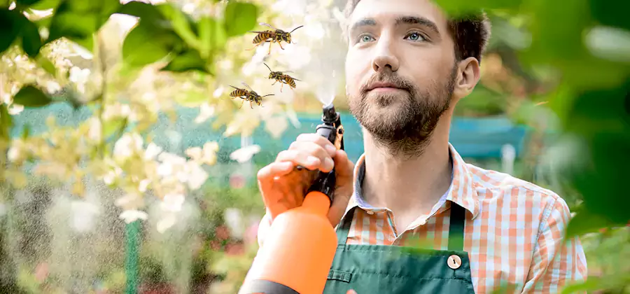 Yellow Jacket Wasp Removal in Arlington