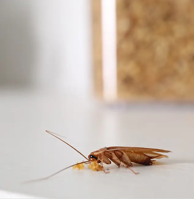 Why Arlington Pest Control Pro Stands Out in Arlington, VA?