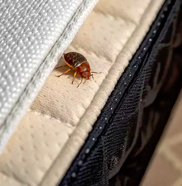Why Choose Arlington Pest Control Pro for Bed Bug Treatment at Home in Arlington, VA?