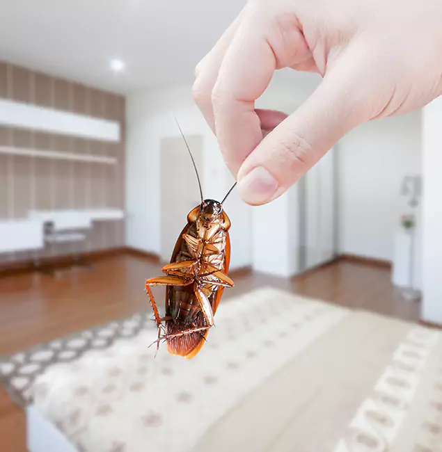 Why Arlington Pest Control Pro Stand Out For Bed Bug Inspection in Arlington, VA?