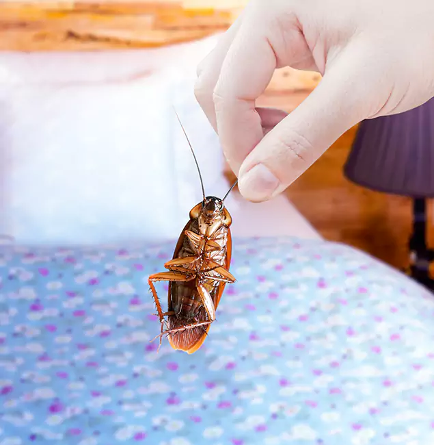 Why Choose Arlington Pest Control Pro for Bed Bug Treatment in Arlington, VA?