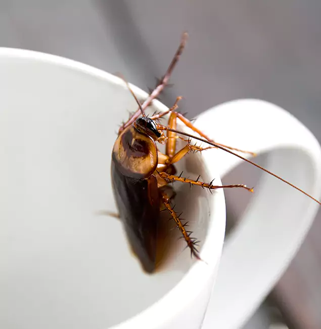 Why Arlington, VA Residents Trust Arlington Pest Control Pro for Cockroach Fumigation?