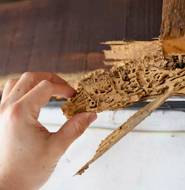 Why Choose Arlington Pest Control Pro in Arlington, VA?