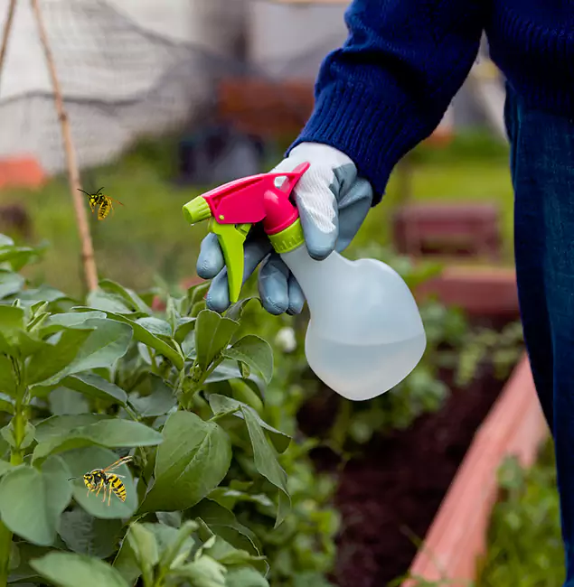 Why Arlington Homeowners Choose Arlington Pest Control Pro for Honey Bee Removal?