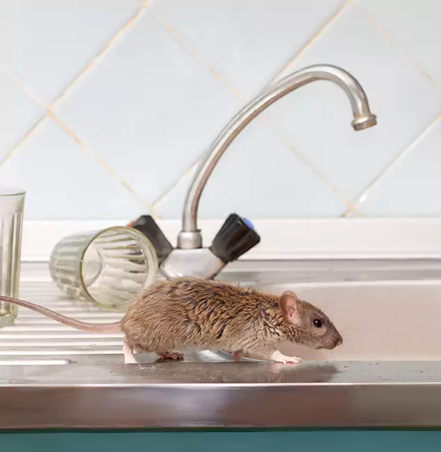 Why Arlington, VA Trusts Arlington Pest Control Pro for Humane Rodent Control?