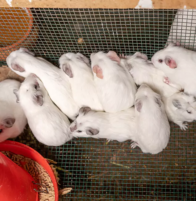 Why Arlington Pest Control Pro Is the Trusted Choice in Arlington, VA?