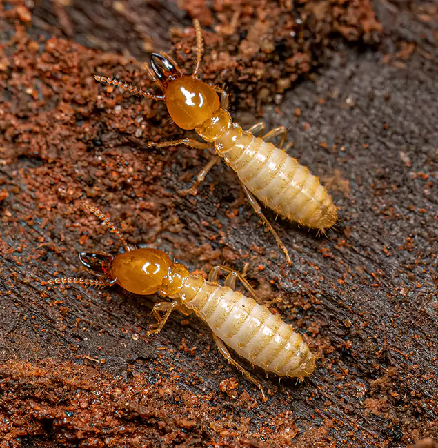 Why Choose Arlington Pest Control Pro for Termite Treatment Without Tenting in Arlington, VA?