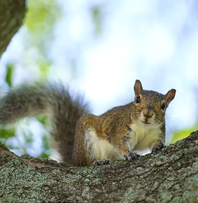 Why Arlington, VA Relies on Arlington Pest Control Pro for Squirrel Pest Control?