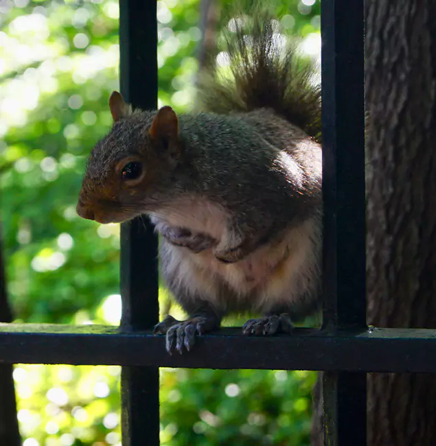 Why Arlington, VA Chooses Arlington Pest Control Pro for Squirrel Removal?