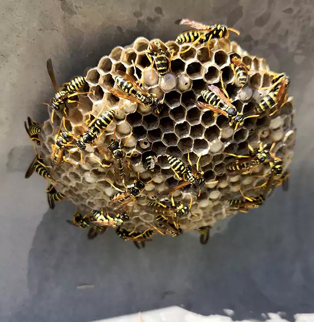 Why Arlington Chooses Arlington Pest Control Pro for Wasp Control Services?