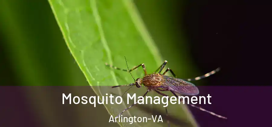  Mosquito Management Arlington-VA