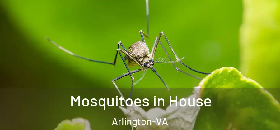  Mosquitoes in House Arlington-VA