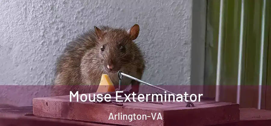  Mouse Exterminator Arlington-VA