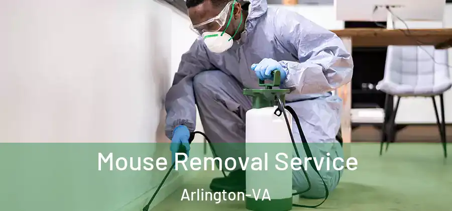 Mouse Removal Service Arlington-VA