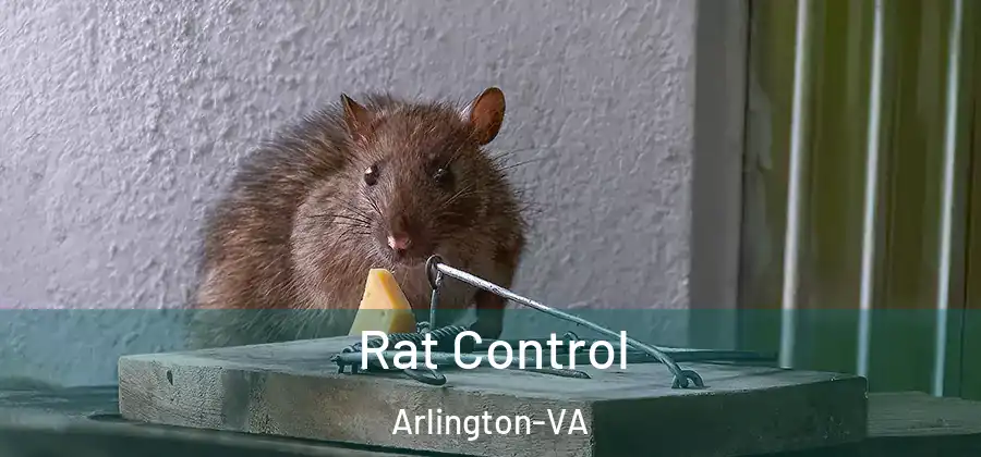  Rat Control Arlington-VA