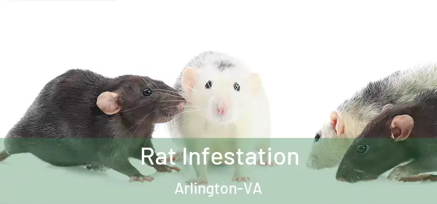  Rat Infestation Arlington-VA