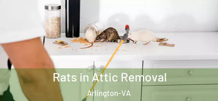  Rats in Attic Removal Arlington-VA