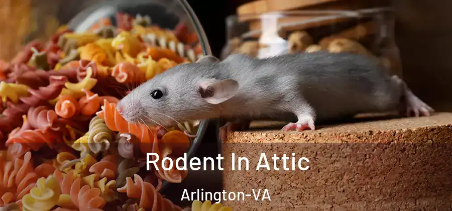  Rodent In Attic Arlington-VA