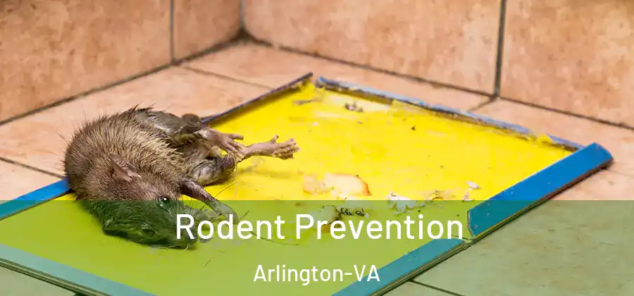  Rodent Prevention Arlington-VA