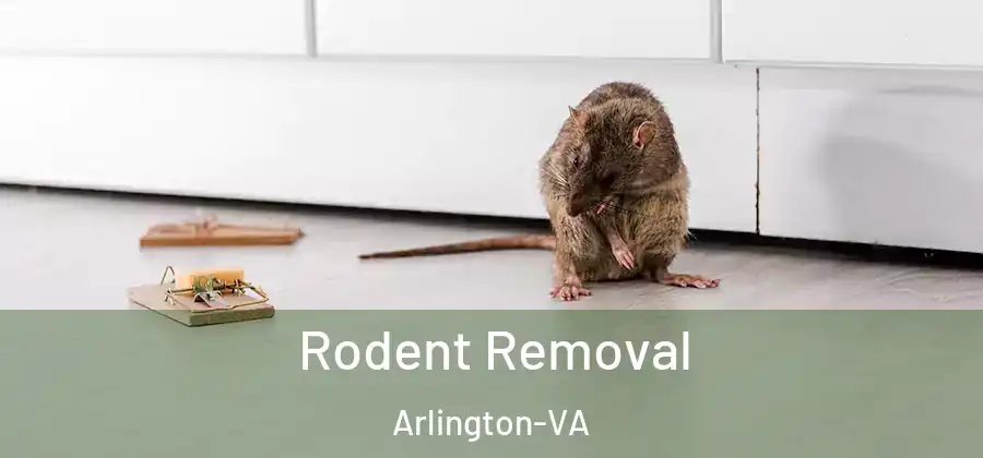  Rodent Removal Arlington-VA