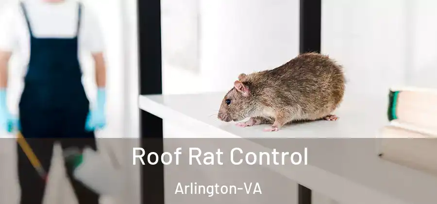  Roof Rat Control Arlington-VA