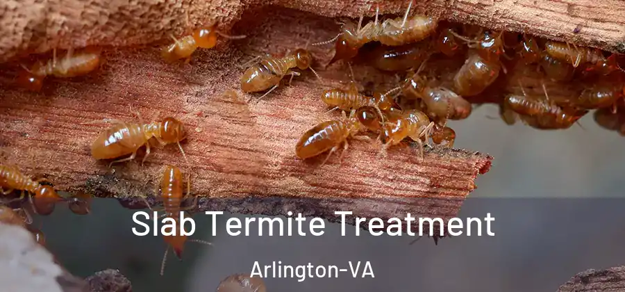  Slab Termite Treatment Arlington-VA