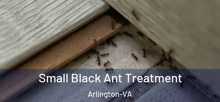  Small Black Ant Treatment Arlington-VA