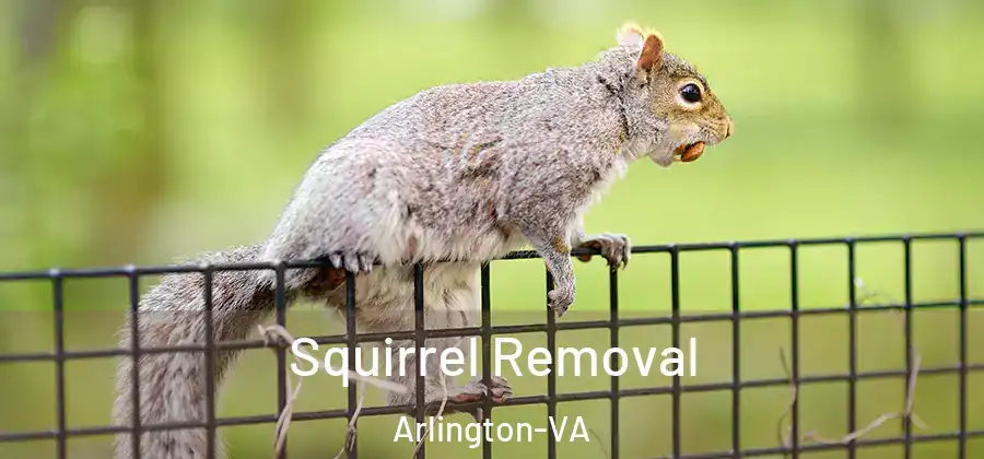  Squirrel Removal Arlington-VA