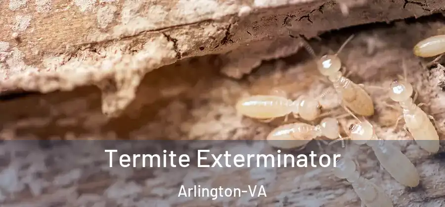  Termite Exterminator Arlington-VA
