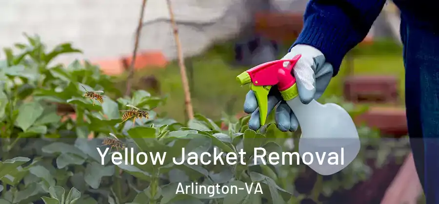  Yellow Jacket Removal Arlington-VA
